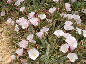 Convolvulus lineatus